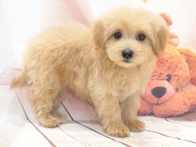 大阪府のハーフ犬・ミックス犬 (アミーゴ鳳店/2026年7月27日生まれ/女の子/アプリコット)の子犬の3枚目の画像