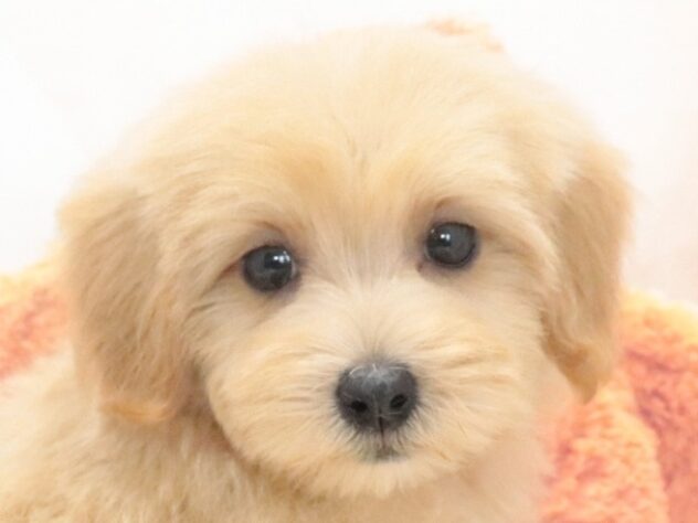 大阪府のハーフ犬・ミックス犬 (アミーゴ鳳店/2026年7月27日生まれ/女の子/アプリコット)の子犬の4枚目の画像