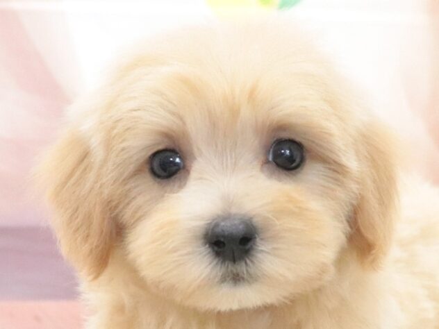 大阪府のハーフ犬・ミックス犬 (アミーゴ鳳店/2026年7月27日生まれ/女の子/アプリコット)の子犬の2枚目の画像