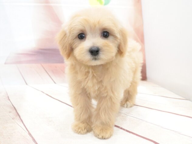大阪府のハーフ犬・ミックス犬 (アミーゴ鳳店/2026年7月27日生まれ/女の子/アプリコット)の子犬の3枚目の画像