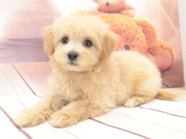大阪府のハーフ犬・ミックス犬 (アミーゴ鳳店/2026年7月27日生まれ/女の子/アプリコット)の子犬の4枚目の画像