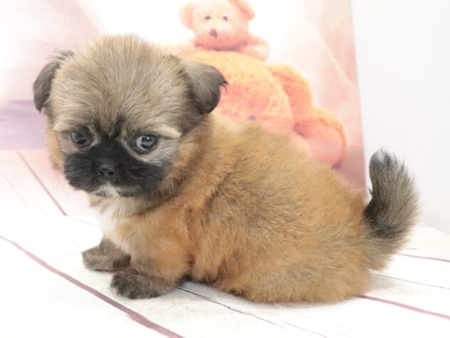 大阪府のハーフ犬・ミックス犬 (アミーゴ鳳店/2026年7月15日生まれ/女の子/フォーン)の子犬の2枚目の画像
