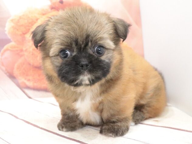 大阪府のハーフ犬・ミックス犬 (アミーゴ鳳店/2026年7月15日生まれ/女の子/フォーン)の子犬の3枚目の画像