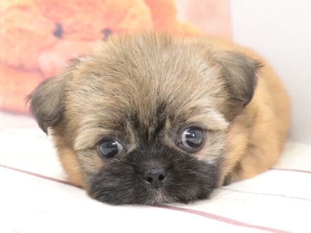 大阪府のハーフ犬・ミックス犬 (アミーゴ鳳店/2026年7月15日生まれ/女の子/フォーン)の子犬の4枚目の画像