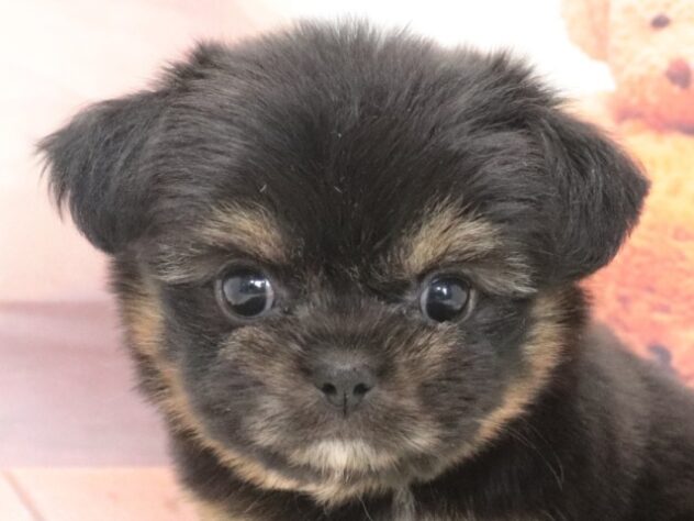 大阪府のハーフ犬・ミックス犬 (アミーゴ鳳店/2026年7月15日生まれ/女の子/フォーン)の子犬の2枚目の画像