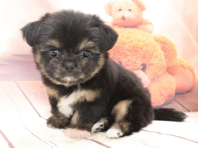 大阪府のハーフ犬・ミックス犬 (アミーゴ鳳店/2026年7月15日生まれ/女の子/フォーン)の子犬の3枚目の画像