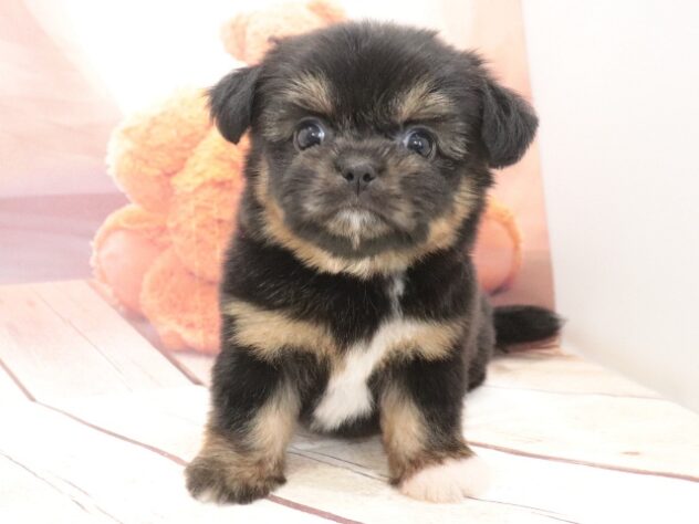 大阪府のハーフ犬・ミックス犬 (アミーゴ鳳店/2026年7月15日生まれ/女の子/フォーン)の子犬の4枚目の画像