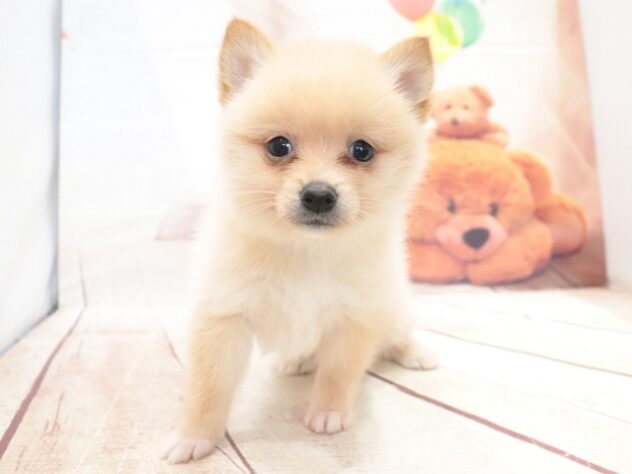 大阪府のハーフ犬・ミックス犬 (アミーゴ鳳店/2026年7月26日生まれ/女の子/クリーム)の子犬の2枚目の画像