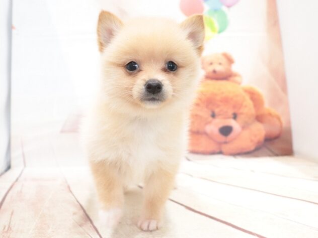 大阪府のハーフ犬・ミックス犬 (アミーゴ鳳店/2026年7月26日生まれ/女の子/クリーム)の子犬の3枚目の画像