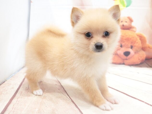 大阪府のハーフ犬・ミックス犬 (アミーゴ鳳店/2026年7月26日生まれ/女の子/クリーム)の子犬の4枚目の画像