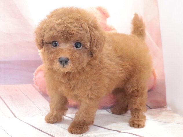 大阪府のハーフ犬・ミックス犬 (アミーゴ鳳店/2026年7月27日生まれ/男の子/レッド)の子犬の2枚目の画像