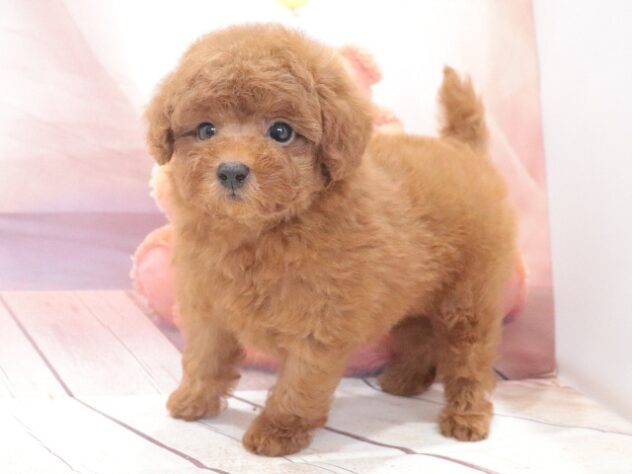 大阪府のハーフ犬・ミックス犬 (アミーゴ鳳店/2026年7月27日生まれ/男の子/レッド)の子犬の3枚目の画像