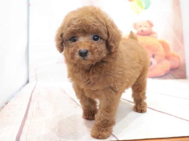 大阪府のトイプードル(トイ) (アミーゴ鳳店/2026年7月29日生まれ/女の子/レッドフォーン)の子犬の2枚目の画像