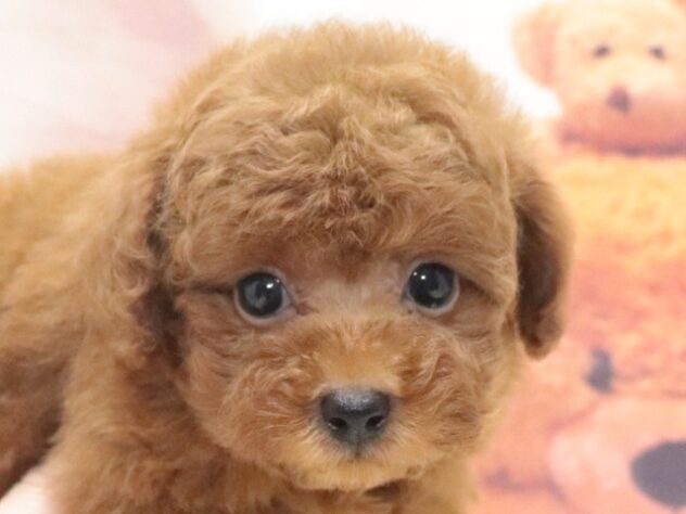 大阪府のハーフ犬・ミックス犬 (アミーゴ鳳店/2026年7月27日生まれ/男の子/レッド)の子犬の4枚目の画像