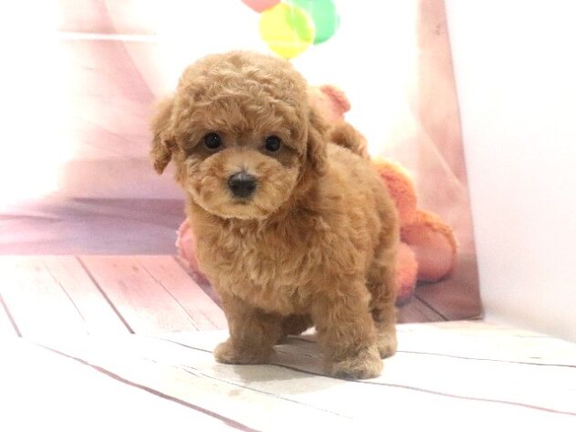 大阪府のトイプードル(トイ) (アミーゴ鳳店/2026年7月29日生まれ/女の子/レッドフォーン)の子犬の3枚目の画像