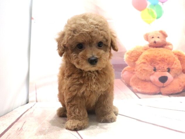 大阪府のトイプードル(トイ) (アミーゴ鳳店/2026年7月29日生まれ/女の子/レッドフォーン)の子犬の4枚目の画像