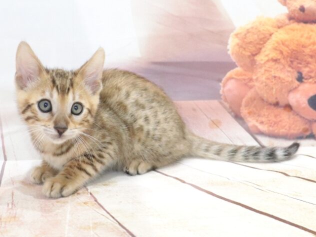 大阪府のベンガル (アミーゴ鳳店/2026年7月5日生まれ/男の子/ブラウンスポットタビー)の子猫の2枚目の画像