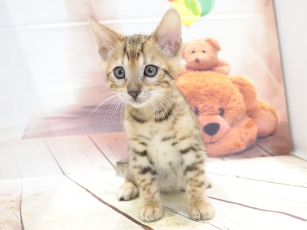大阪府のベンガル (アミーゴ鳳店/2026年7月5日生まれ/男の子/ブラウンスポットタビー)の子猫の3枚目の画像
