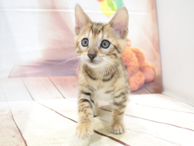 大阪府のベンガル (アミーゴ鳳店/2026年7月5日生まれ/男の子/ブラウンスポットタビー)の子猫の4枚目の画像