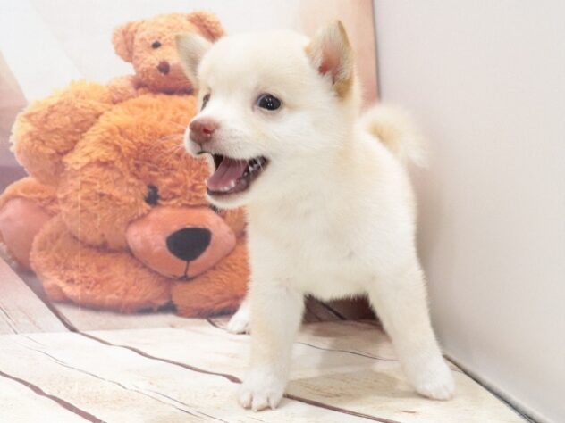 大阪府の豆柴 (アミーゴ鳳店/2026年7月5日生まれ/男の子/白)の子犬の4枚目の画像