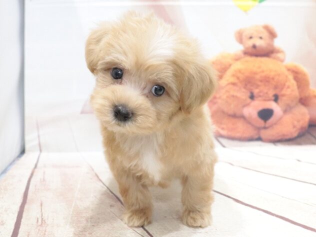 大阪府のハーフ犬・ミックス犬 (アミーゴ鳳店/2026年7月3日生まれ/男の子/アプリコット)の子犬の2枚目の画像