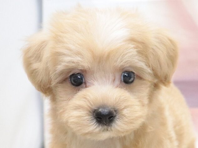 大阪府のハーフ犬・ミックス犬 (アミーゴ鳳店/2026年7月3日生まれ/男の子/アプリコット)の子犬の3枚目の画像