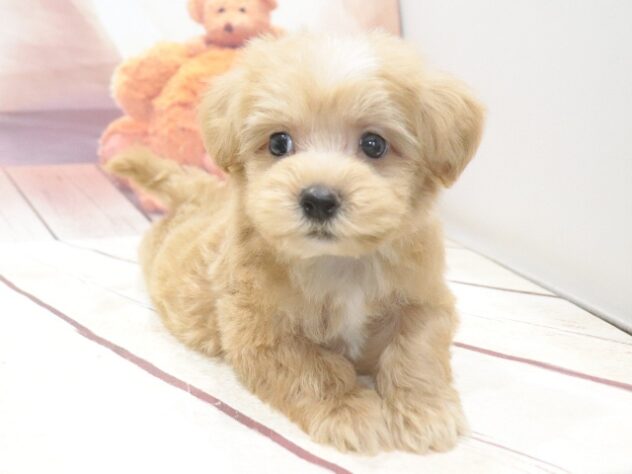 大阪府のハーフ犬・ミックス犬 (アミーゴ鳳店/2026年7月3日生まれ/男の子/アプリコット)の子犬の4枚目の画像
