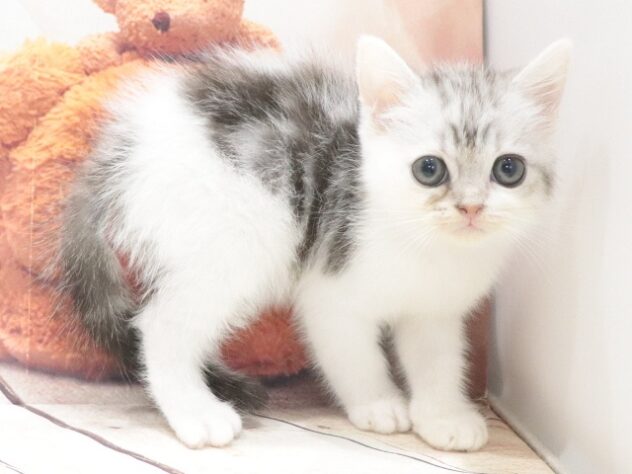 大阪府のマンチカン (アミーゴ鳳店/2026年6月30日生まれ/男の子/シルバータビーホワイト)の子猫の2枚目の画像