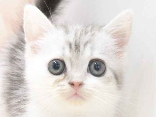 大阪府のマンチカン (アミーゴ鳳店/2026年6月30日生まれ/男の子/シルバータビーホワイト)の子猫の3枚目の画像