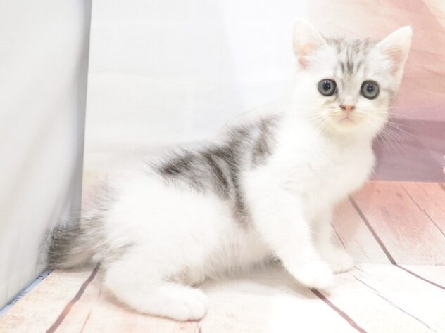 大阪府のマンチカン (アミーゴ鳳店/2026年6月30日生まれ/男の子/シルバータビーホワイト)の子猫の4枚目の画像