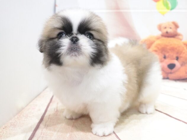 大阪府のペキニーズ (アミーゴ鳳店/2026年6月30日生まれ/男の子/パーティーカラー)の子犬の2枚目の画像