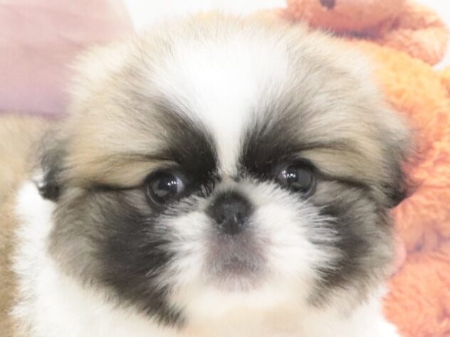大阪府のペキニーズ (アミーゴ鳳店/2026年6月30日生まれ/男の子/パーティーカラー)の子犬の4枚目の画像