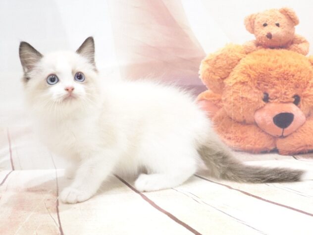 大阪府のラグドール (アミーゴ鳳店/2026年7月5日生まれ/男の子/シールポイントバイカラー)の子猫の2枚目の画像
