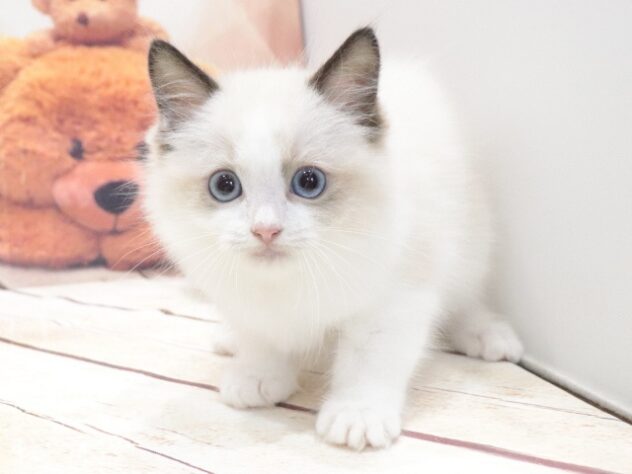 大阪府のラグドール (アミーゴ鳳店/2026年7月5日生まれ/男の子/シールポイントバイカラー)の子猫の3枚目の画像