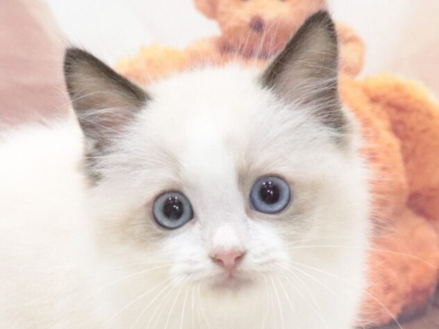 大阪府のラグドール (アミーゴ鳳店/2026年7月5日生まれ/男の子/シールポイントバイカラー)の子猫の4枚目の画像