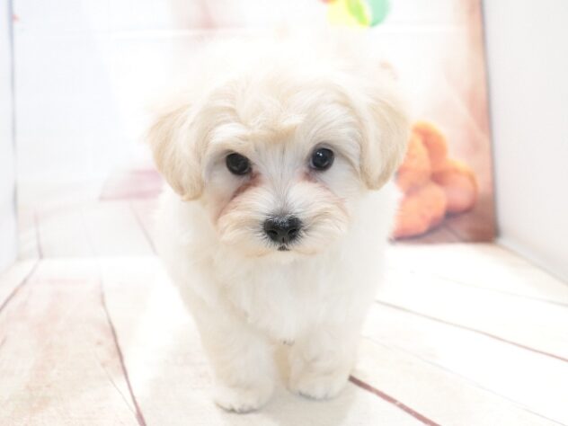 大阪府のハーフ犬・ミックス犬 (アミーゴ鳳店/2026年7月13日生まれ/男の子/クリーム)の子犬の2枚目の画像