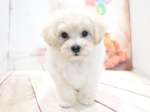 大阪府のハーフ犬・ミックス犬 (アミーゴ鳳店/2026年7月13日生まれ/男の子/クリーム)の子犬の3枚目の画像