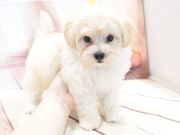 大阪府のハーフ犬・ミックス犬 (アミーゴ鳳店/2026年7月13日生まれ/男の子/クリーム)の子犬の4枚目の画像