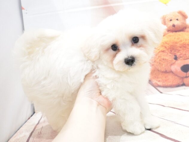 大阪府のハーフ犬・ミックス犬 (アミーゴ鳳店/2026年7月11日生まれ/男の子/ホワイト)の子犬の2枚目の画像