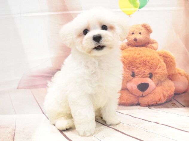 大阪府のハーフ犬・ミックス犬 (アミーゴ鳳店/2026年7月11日生まれ/男の子/ホワイト)の子犬の3枚目の画像