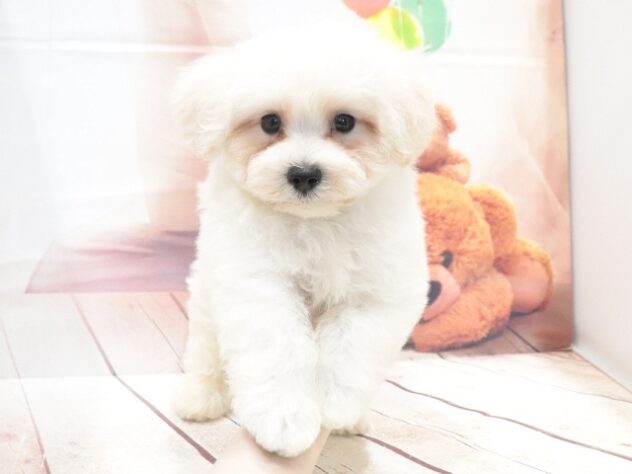大阪府のハーフ犬・ミックス犬 (アミーゴ鳳店/2026年7月11日生まれ/男の子/ホワイト)の子犬の4枚目の画像