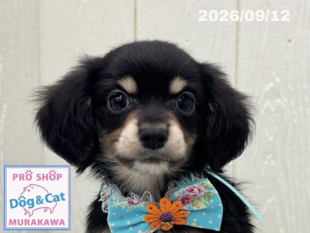 広島県のハーフ犬・ミックス犬 (アミーゴ大町店/2026年7月15日生まれ/男の子/ブラックタン)の子犬の1枚目の画像