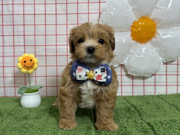 山形県のハーフ犬・ミックス犬 (アミーゴ酒田店/2026年6月28日生まれ/男の子/アプリコット)の子犬の2枚目の画像