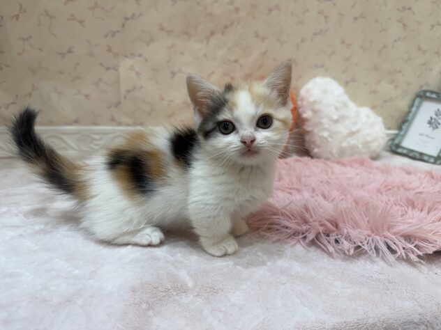 福島県のミヌエット (アミーゴ本宮店/2026年7月20日生まれ/女の子/キャリコ)の子猫