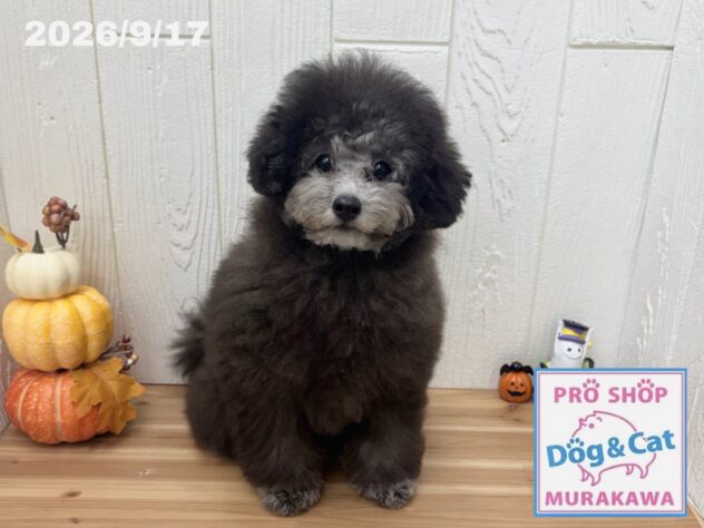 広島県のトイプードル(トイ) (アミーゴ大町店/2026年5月15日生まれ/女の子/グレー)の子犬の1枚目の画像