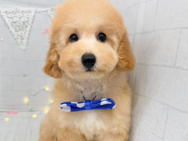 香川県のハーフ犬・ミックス犬 (ワンキャラット アミーゴ屋島店/2026年6月6日生まれ/女の子/アプリコット)の子犬の1枚目の画像