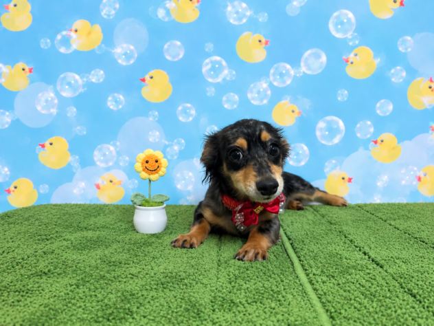 山形県のハーフ犬・ミックス犬 (アミーゴ酒田店/2026年3月27日生まれ/女の子/シルバーダップル)の子犬