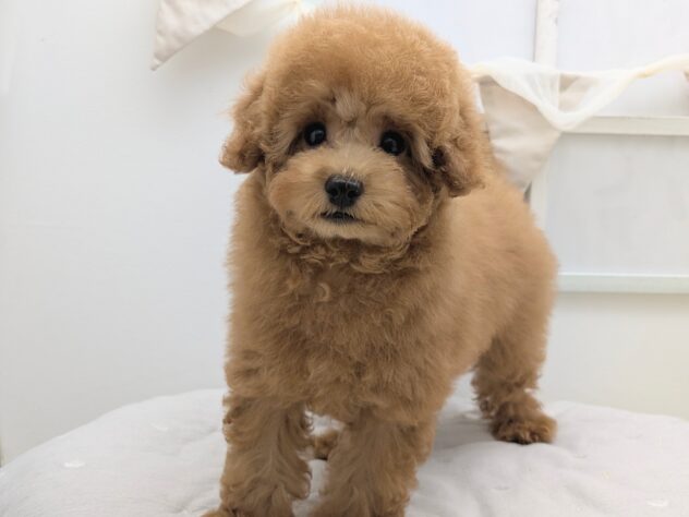 福島県のトイプードル(トイ) (アミーゴ会津若松店/2026年5月23日生まれ/女の子/02 レッド系)の子犬の2枚目の画像