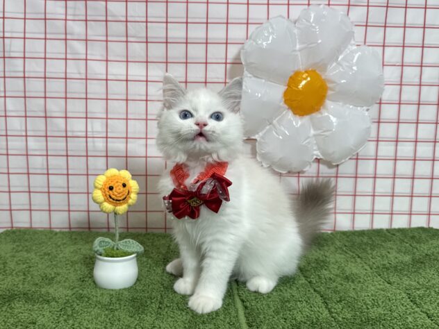 山形県のラグドール (アミーゴ酒田店/2026年6月18日生まれ/女の子/ブルーポイントバイカラー)の子猫の2枚目の画像