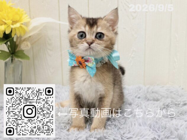 広島県のブリティッシュショートヘアー (アミーゴ大町店/2026年7月6日生まれ/男の子/ブラウンティックドタビー)の子猫の3枚目の画像